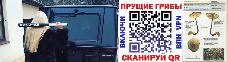 darknet телеграм  Урус-Мартан  Псилоцибиновые грибы Psilocybe 