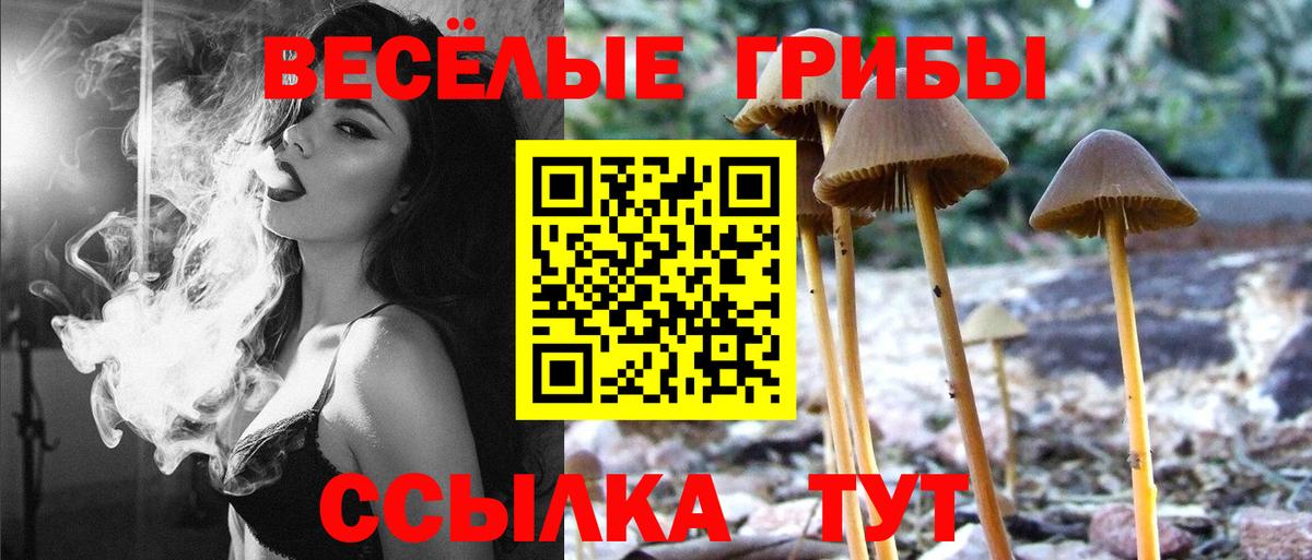 Галлюциногенные грибы Psilocybe Урус-Мартан